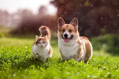 Gabinet weterynaryjny Vitovet